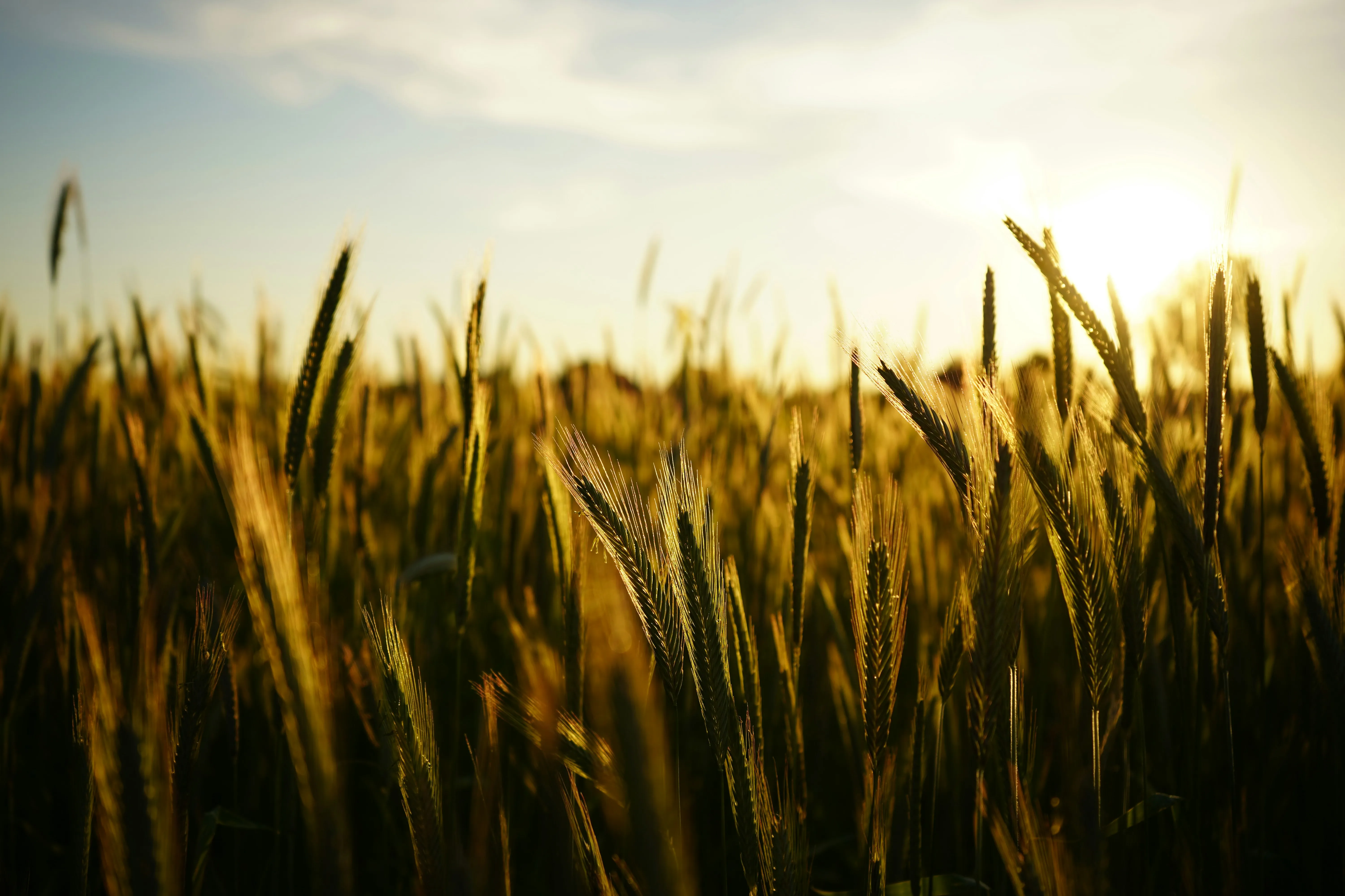 Wheat field at sunset